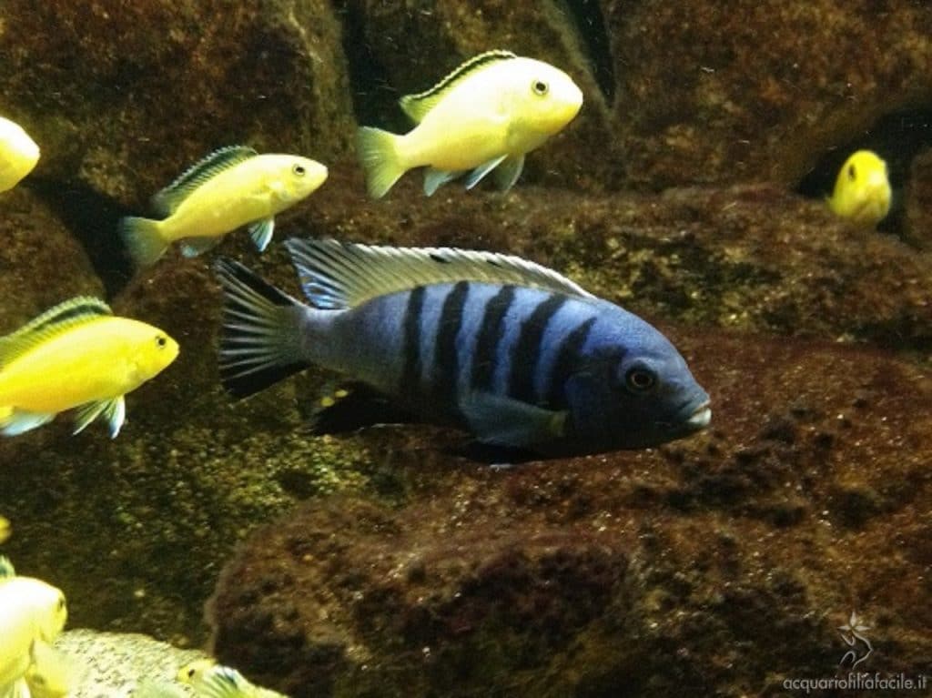 Markaf Cynotilapia