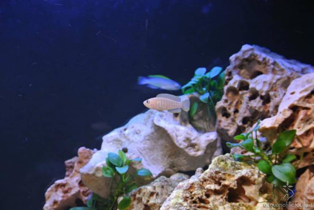 Multifasciatus