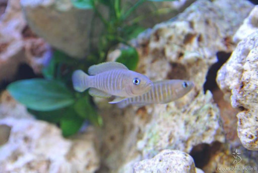 Multifasciatus