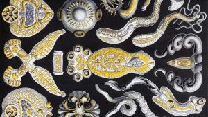 Ricerca sui parassiti dei pesci d'acquario