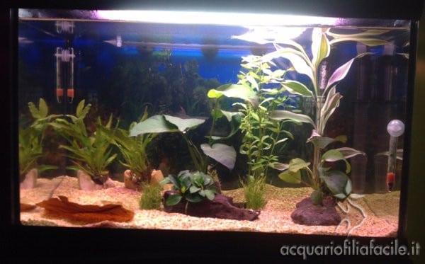 Acquario senza fertilizzanti