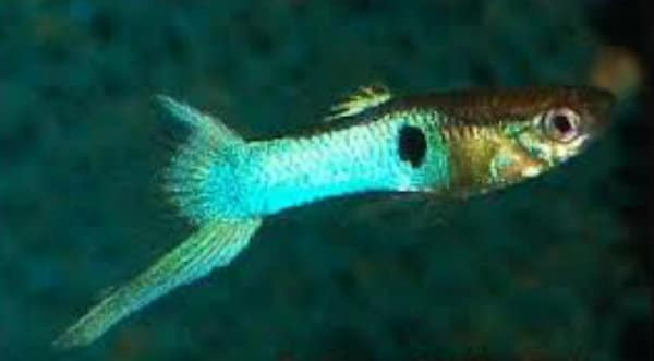 Endler Blue japan