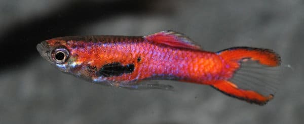 Endler Red scarlet