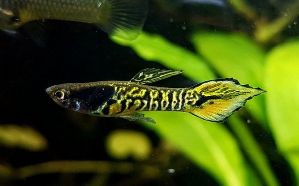 Endler Tiger
