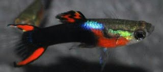 Endler Tuxdo