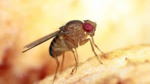 Cibo vivo: Drosophila