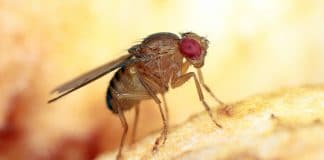 Cibo vivo: Drosophila