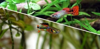 Differenziare gli Endler dai Guppy