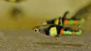 Poecilia wingei «El Tigre»