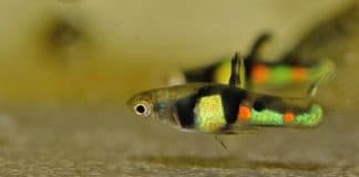 Poecilia wingei «El Tigre»