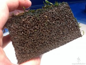 Spugna piena di materiale organico