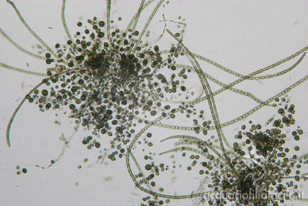 biodiversità al microscopio