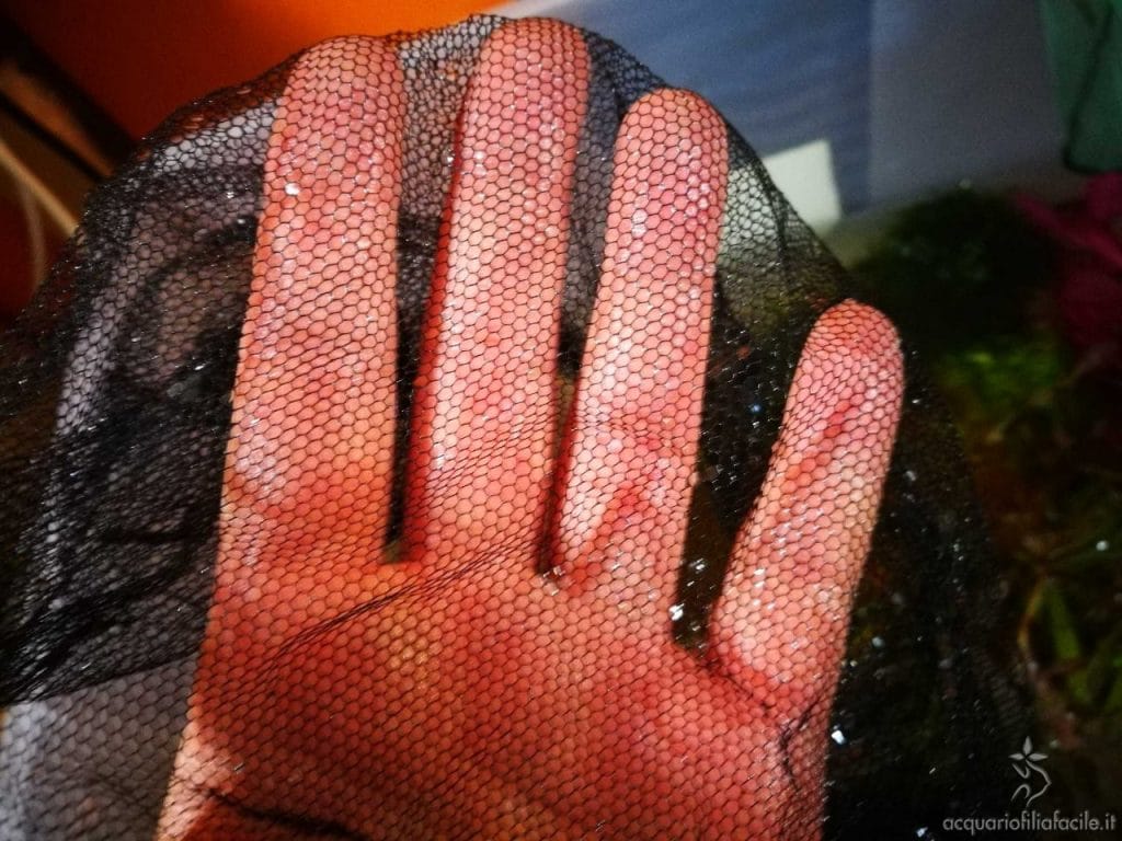 Zanzariera utilizzata per separare la ghiaia dalla sabbia