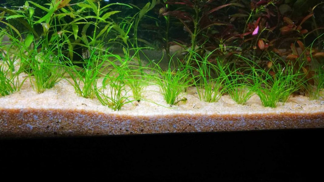 nuovo-fondo-copertina