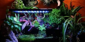 Acquario con zona emersa in sughero