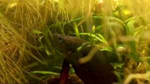 Betta: tra realtà e leggende