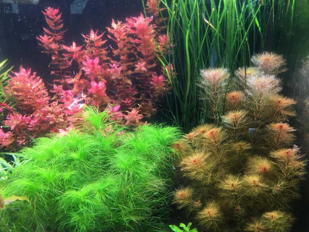 Olandese piante rosse e arancio