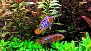 Apistogramma baenschi inka