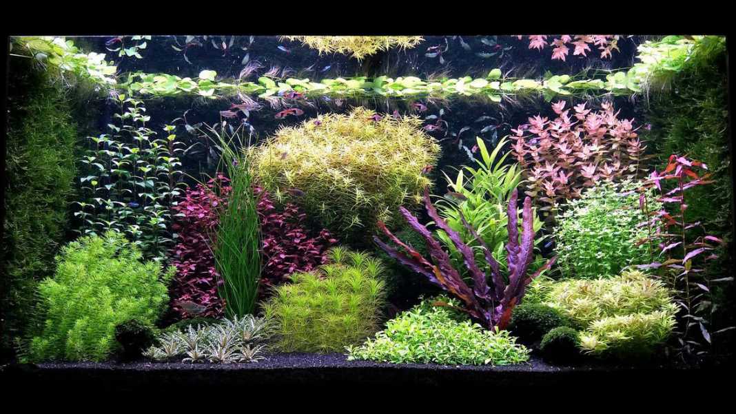 Consigli e trucchi per l'aquascaping in stile olandese