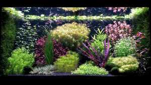Consigli e trucchi per l'aquascaping in stile olandese