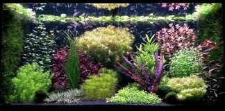 Consigli e trucchi per l'aquascaping in stile olandese