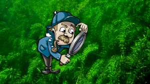 Il test dell'Egeria