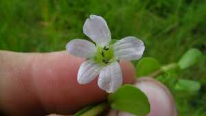 Bacopa monnieri: i suoi benefici sul corpo umano