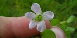 Bacopa monnieri: i suoi benefici sul corpo umano