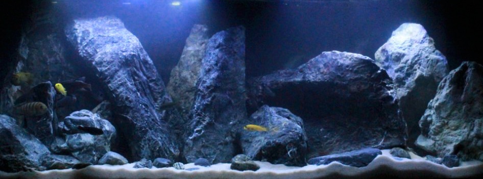 Acquario Malawi di MattiaPlecostomus