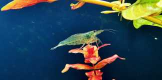 Caridina multidentata (ex japonica)