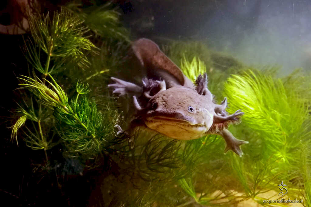 Ambystoma mexicanum - Axolotl