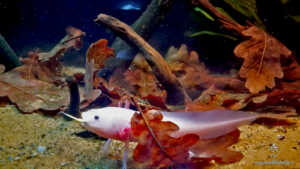 Axolotl che mangia un lombrico intero