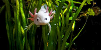 axolotl