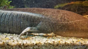 La regione cloacale è più gonfia negli Axolotl maschi