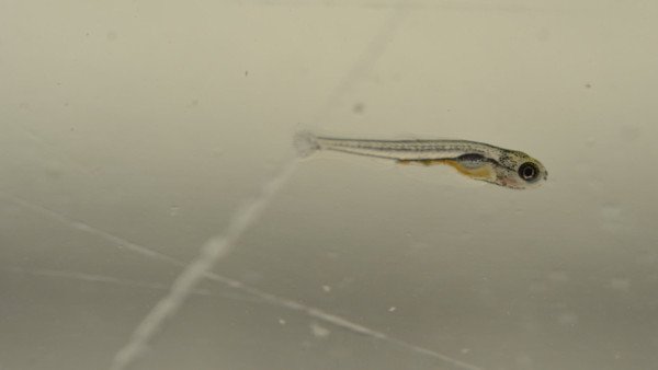 Fry 3 weeks old of rasbora galaxy