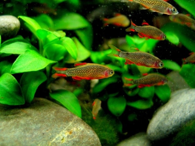 a school of Danio Margaritatus (Rasbora Galaxy)