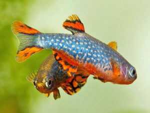 A duel of rasbora galaxy