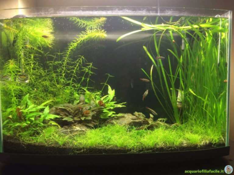 Giordano16491’s set-up with Rasbora Galaxy