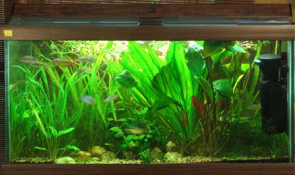 Acquario di Diana Walstad: le piante come «filtro biologico»