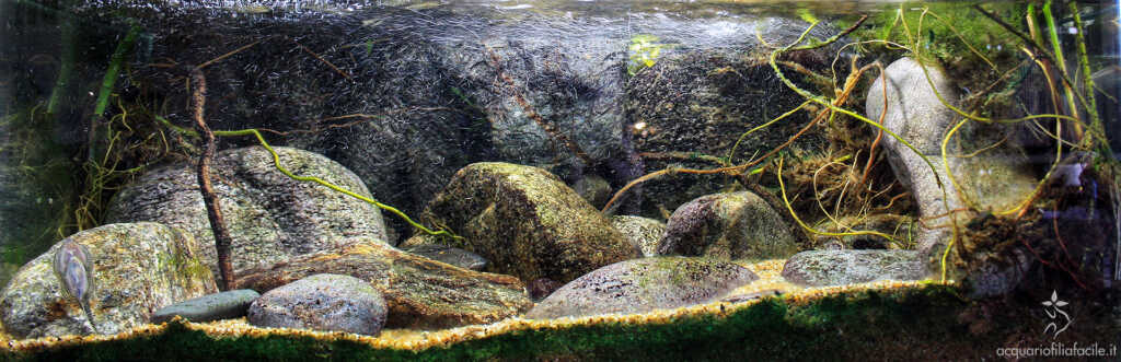 Ridente torrente di montagna - panoramica