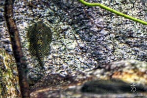 Ridente torrente di montagna - Sewellia sp. spotted