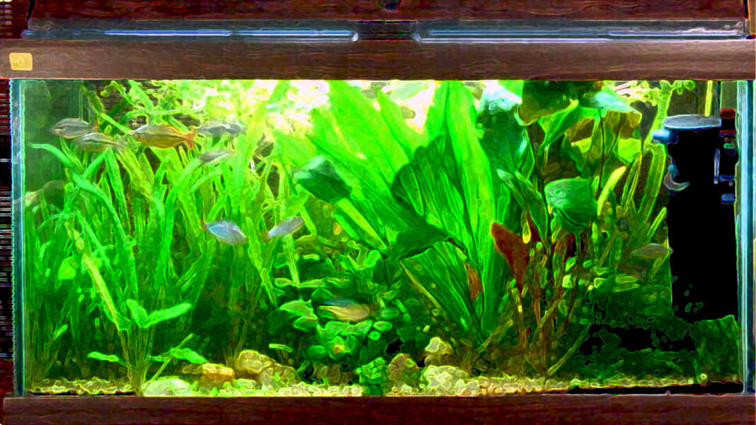 assorbimento-azoto-piante-acquatiche-walstad-copertina L’assorbimento dell’azoto da parte delle piante acquatiche