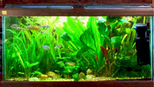 L’assorbimento dell’azoto da parte delle piante acquatiche