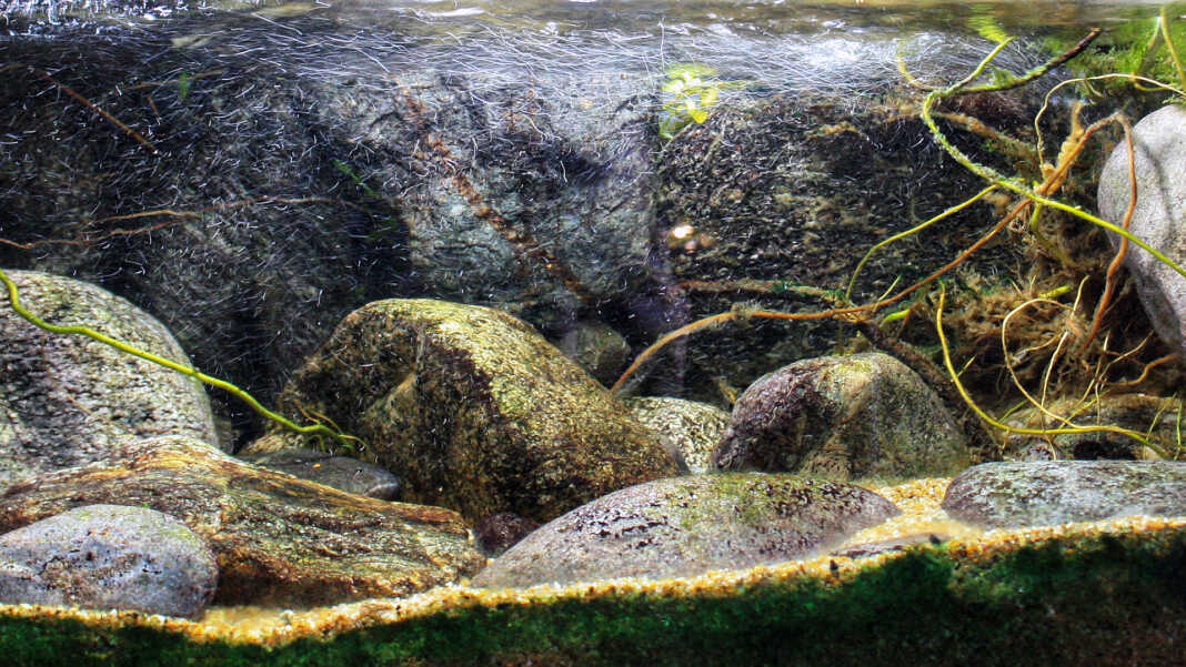 concorso-acquari-30-copertina Ridente torrente di montagna