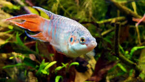 Macropodus opercularis, pesce del paradiso
