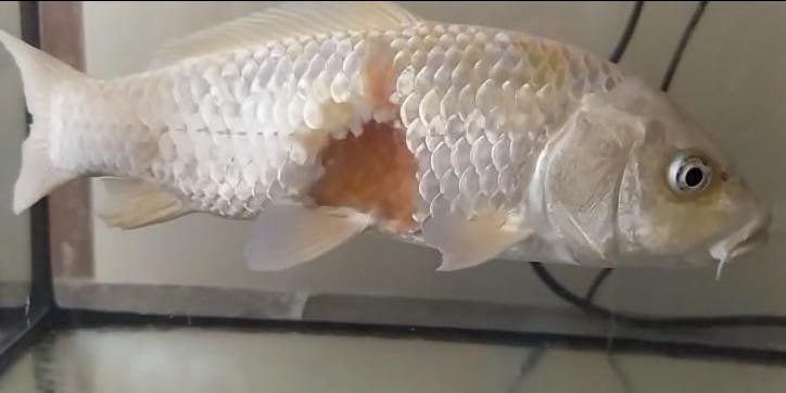 Carpa colpita da aeromonas sp.