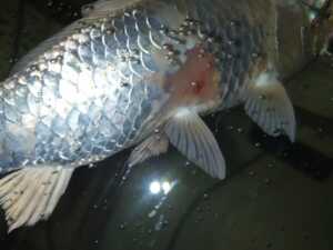 Carpa colpita da aeromonas sp. quasi a fine cura