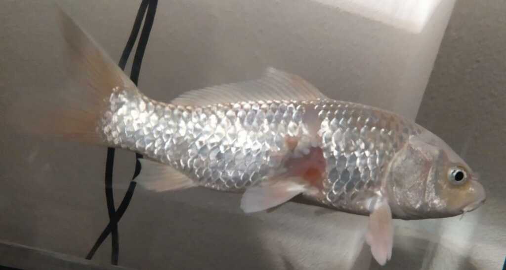 Carpa colpita da aeromonas sp. in cura