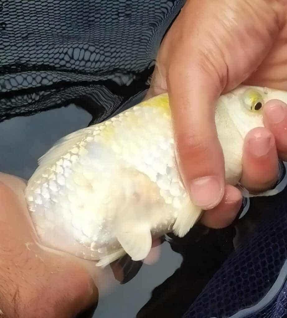 Carpa colpita da aeromonas sp. a fine cura