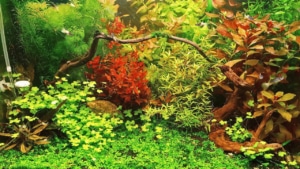 Ecco il mio acquario! (per guppy e caridina)